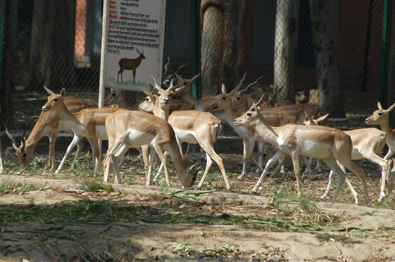 Deer Park